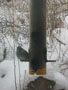 birdfeeder 2.JPG